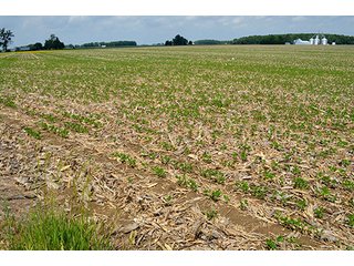 Property photo 129 - LAND AUCTION - 700+/- ACRES OFFERED IN 16 TRACTS IN ALLEN COUNTY, INDIANA